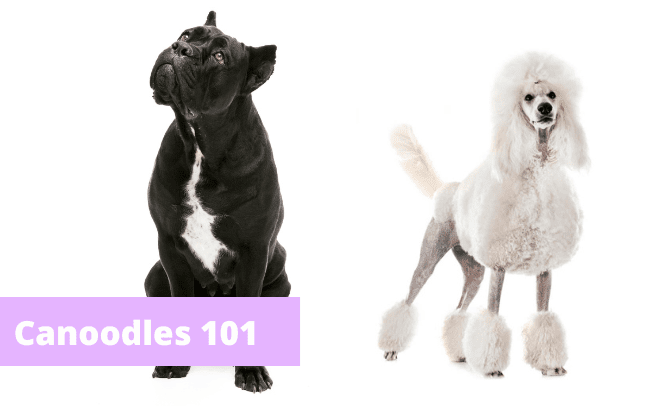 Best Grooming Practices for Canoodle Dog Breed