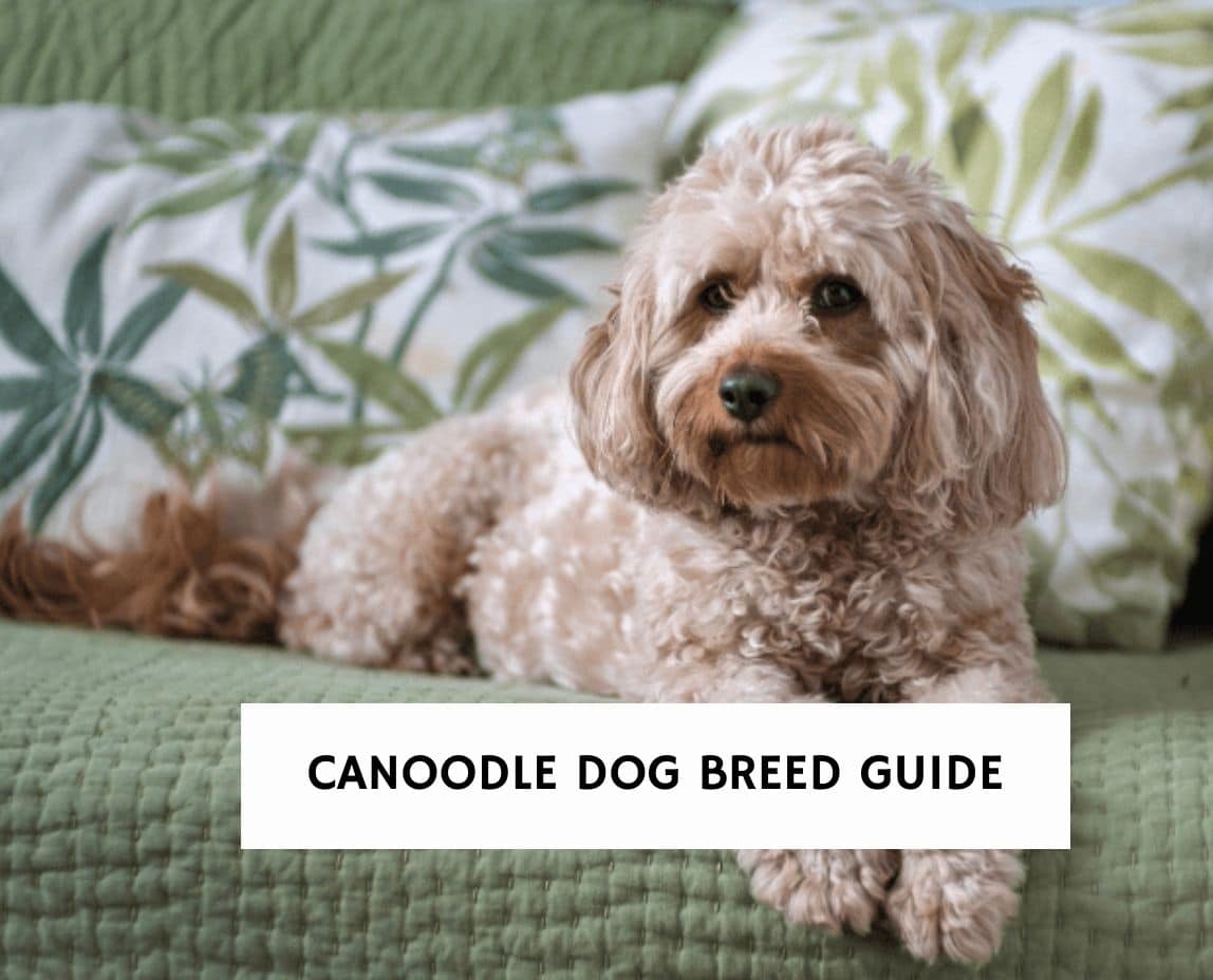 Canoodle Dog Breed Characteristics and Care