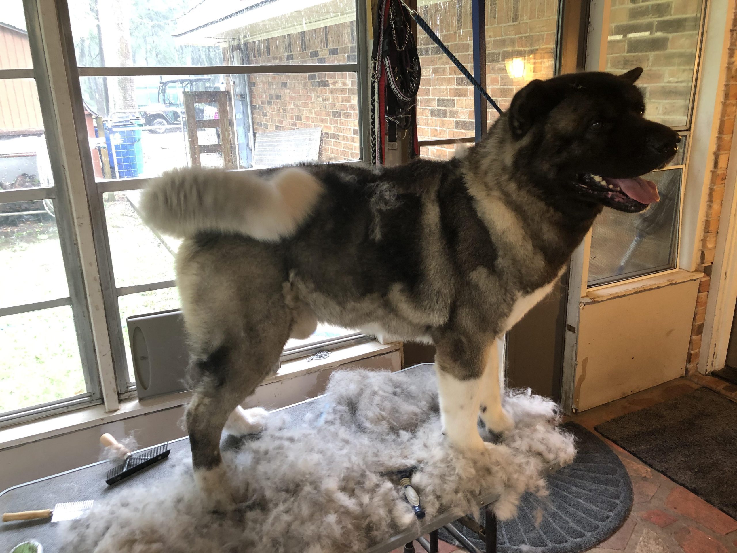 Grooming schedule for Long-haired American Akita