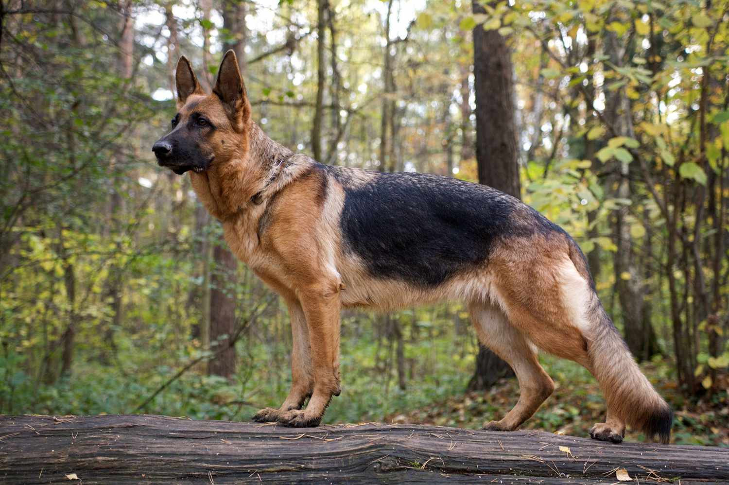The Significance of Pedigree in German Shepherd Purebreds