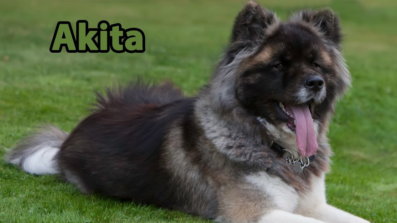 How to care for long-haired American Akita dogs?