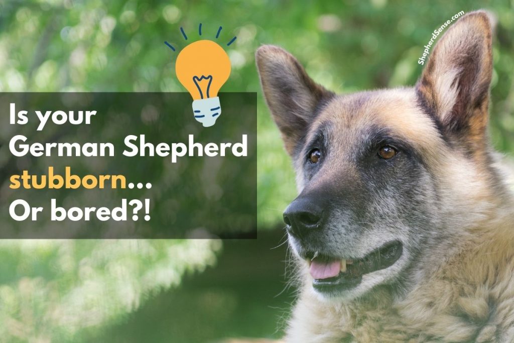 Are German Shepherds Stubborn?