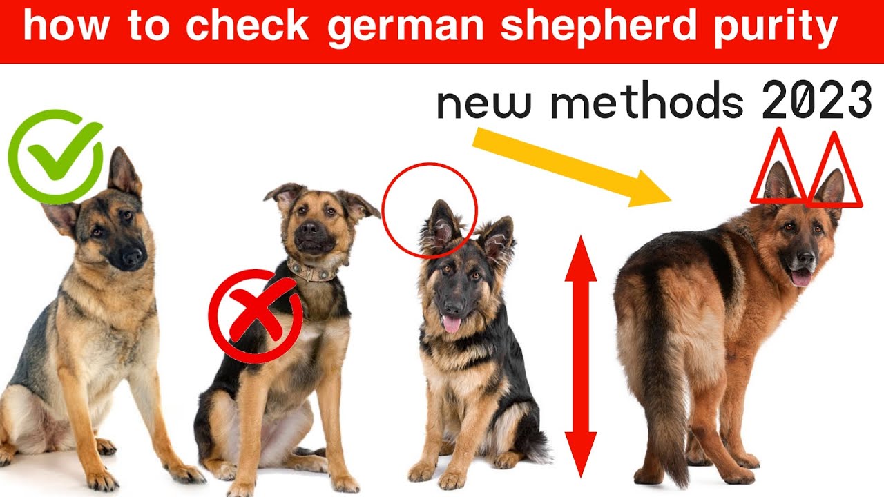 How to identify a Purebred German Shepherd Puppy?