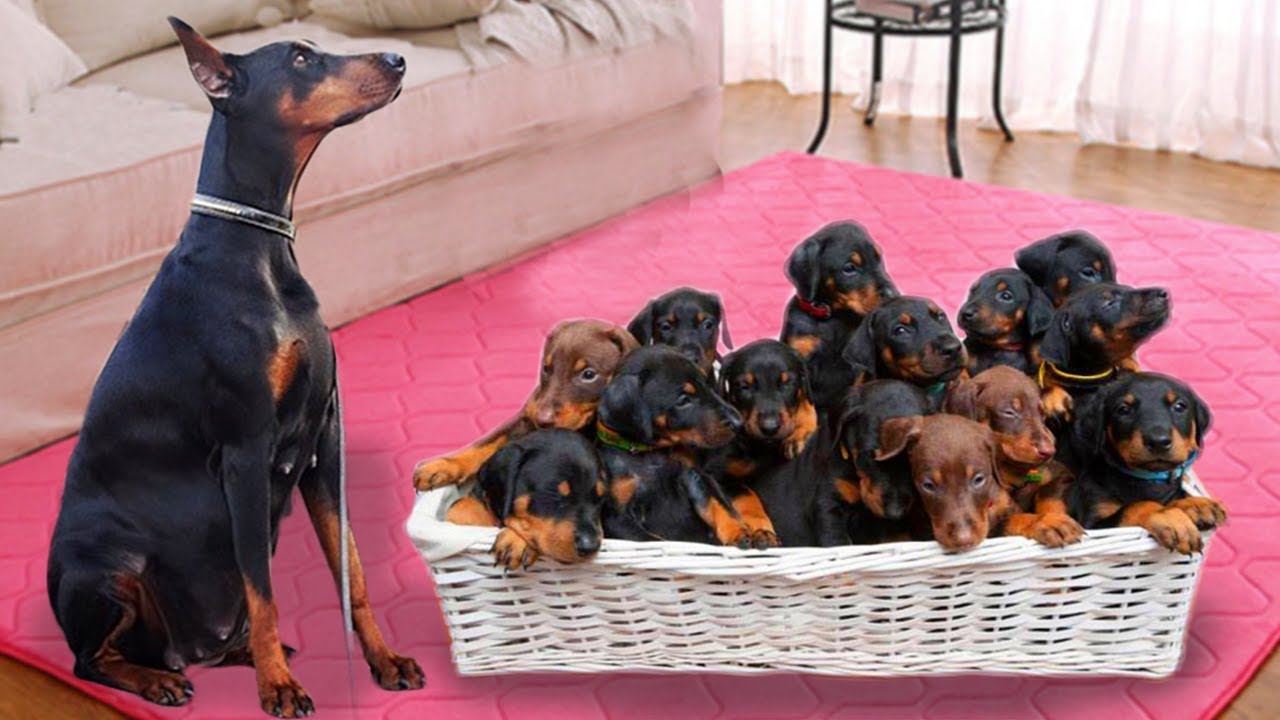 How many puppies can a Doberman Pinscher have?